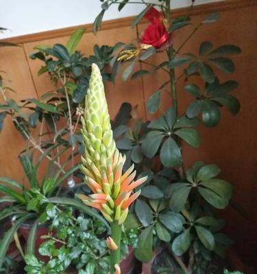 芦荟开花的样子和寓意是什么？