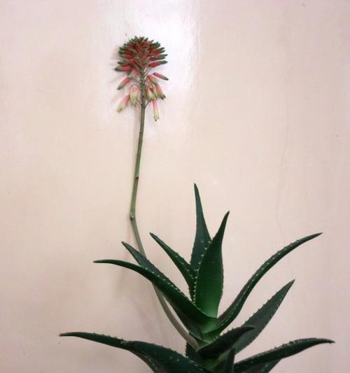 芦荟开花预示着什么意思？芦荟开花的象征意义有哪些？