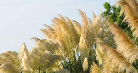芦苇的象征意义是什么？芦苇在不同文化中代表什么？