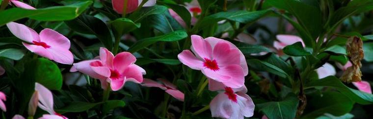 长春花象征着什么意义？长春花的花语和文化含义是什么？