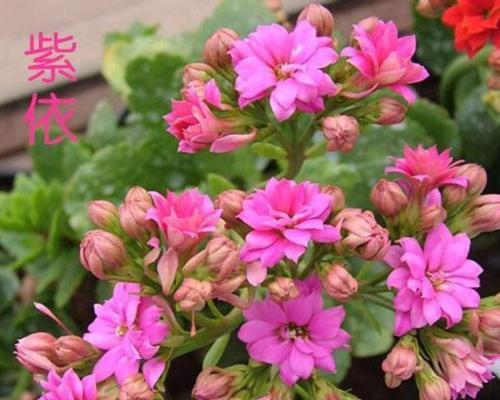 长寿花的寓意和象征风水代表什么意思？如何在家居中正确摆放？