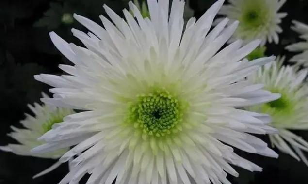 绿菊花的花语含义是什么？绿菊花代表的寓意有哪些？