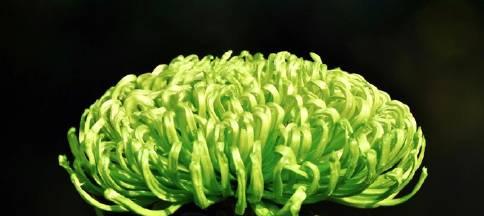 绿菊花的花语含义是什么？绿菊花代表的寓意有哪些？
