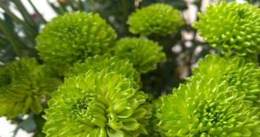 绿菊花的花语含义是什么？绿菊花代表的寓意有哪些？