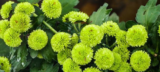 绿色菊花的花语是什么？了解其代表的含义和象征意义