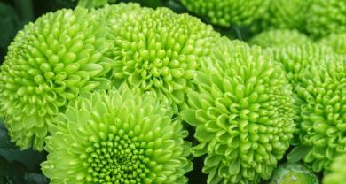 绿色菊花的花语是什么？了解其代表的含义和象征意义