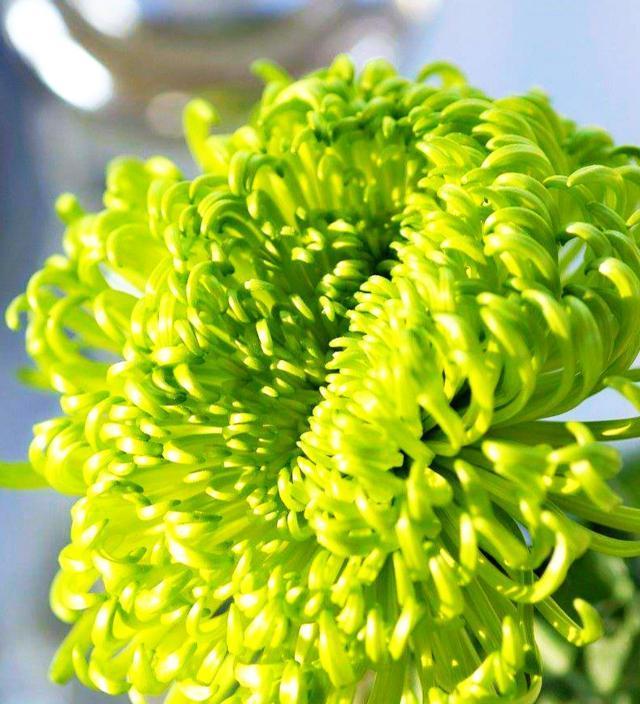 绿色菊花的花语是什么？了解其代表的含义和象征意义
