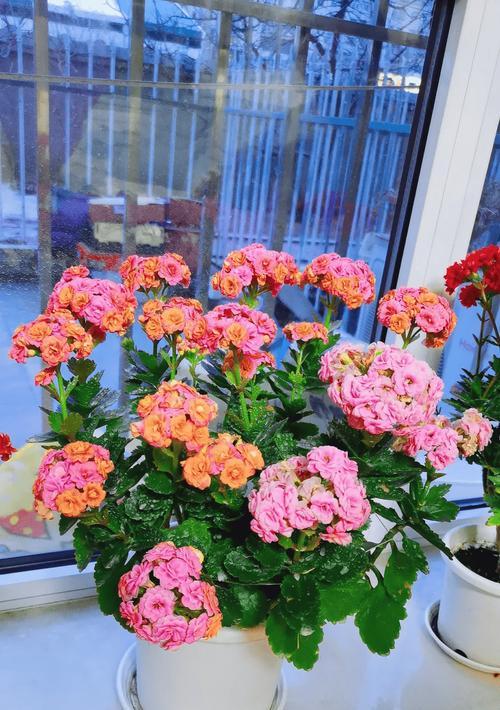 家里拥有鲜花盆有哪些好处？