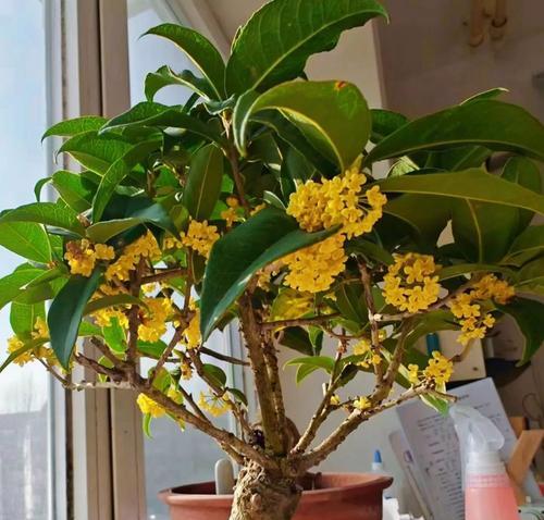 家里拥有鲜花盆有哪些好处？