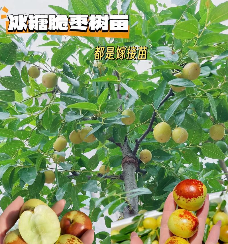 哪些耐寒枣树品种最适合盆栽？如何挑选？