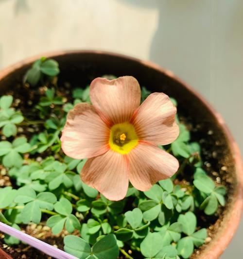 花盆内白色粉末彻底清除的小妙招是什么？