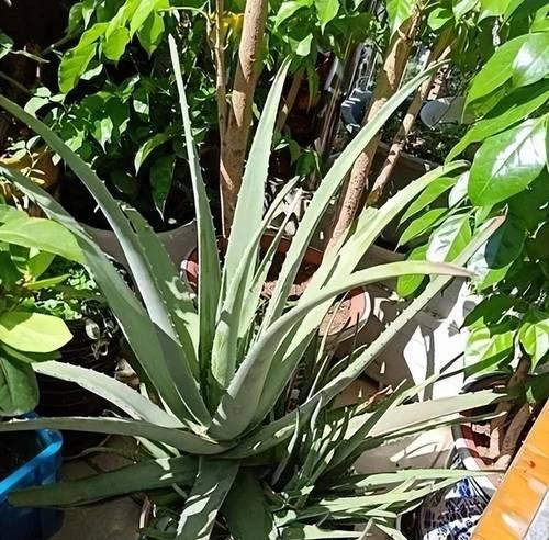 室内耐旱花卉有哪些？如何选择适合的植物？