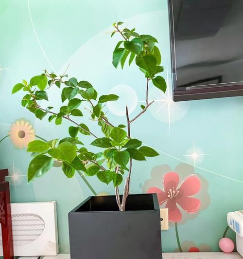 花盆使用后掉漆应如何翻新处理？