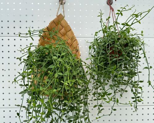 室内耐阴耐水植物有哪些品种？如何根据环境选择？