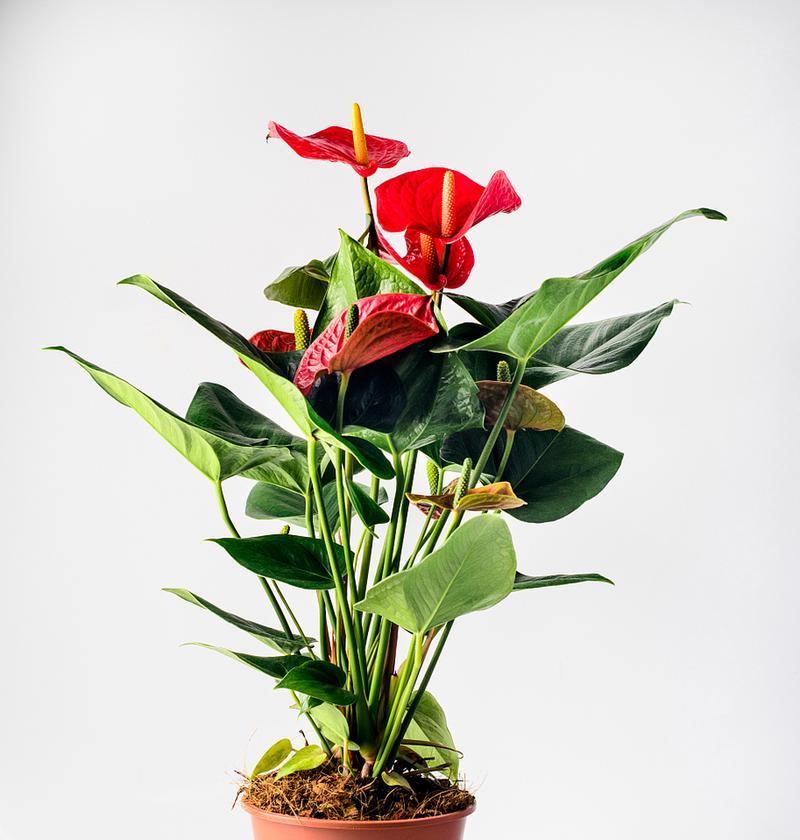 室内耐阴耐水植物有哪些品种？如何根据环境选择？