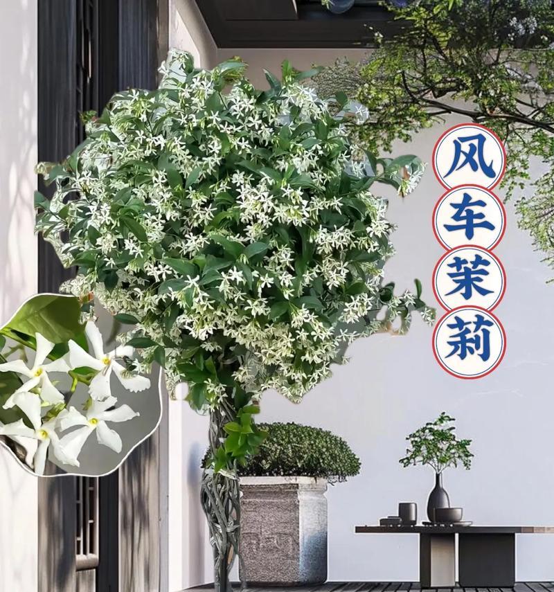 耐旱爬藤植物有哪些品种推荐？它们的养护要点是什么？