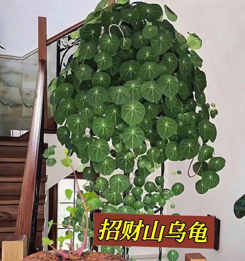 耐旱爬藤植物有哪些品种推荐？它们的养护要点是什么？