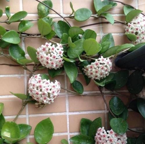 耐旱爬藤植物有哪些品种推荐？它们的养护要点是什么？