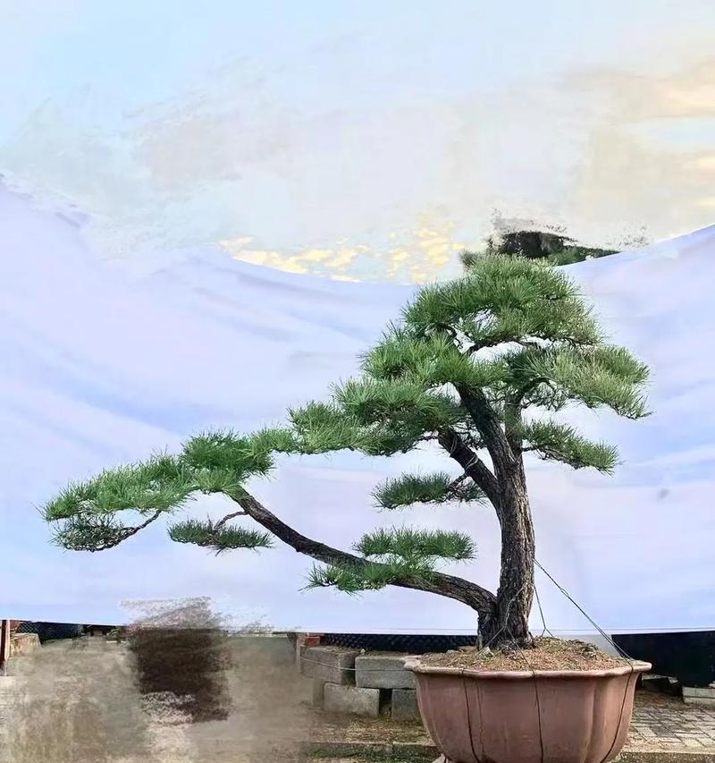喜光耐寒耐旱植物盆景有哪些？如何选择？