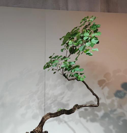 喜光耐寒耐旱植物盆景有哪些？如何选择？