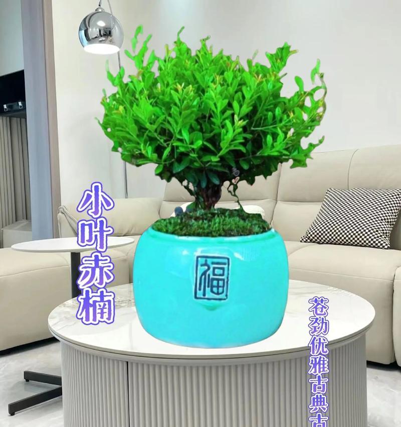 喜光耐寒耐旱植物盆景有哪些？如何选择？