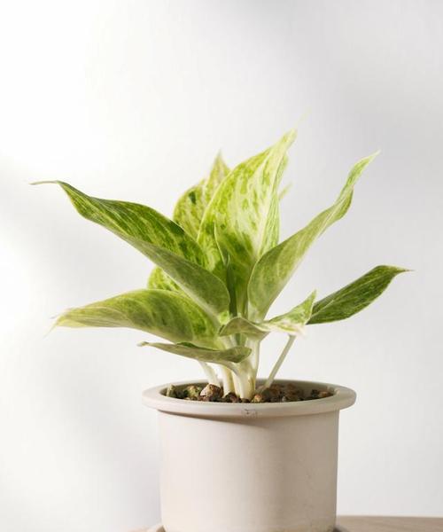 耐旱易打理植物有哪些？室内适合哪些？