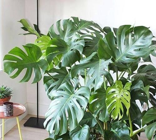 耐旱易打理植物有哪些？室内适合哪些？