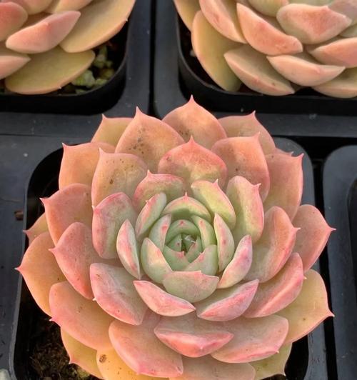 花盆裂纹黄色粉末是什么？预示着什么问题？