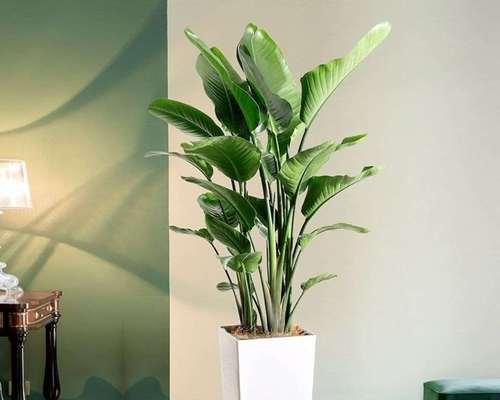 高筒花盆适合种植哪些花卉？挑选高筒花盆的技巧是什么？