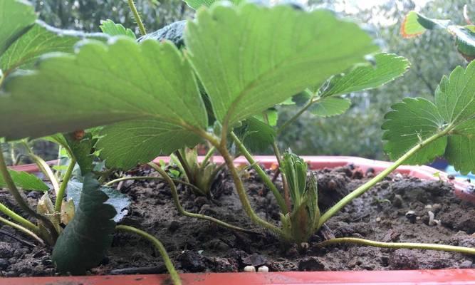 盆栽草莓新果子干枯原因是什么？如何预防？