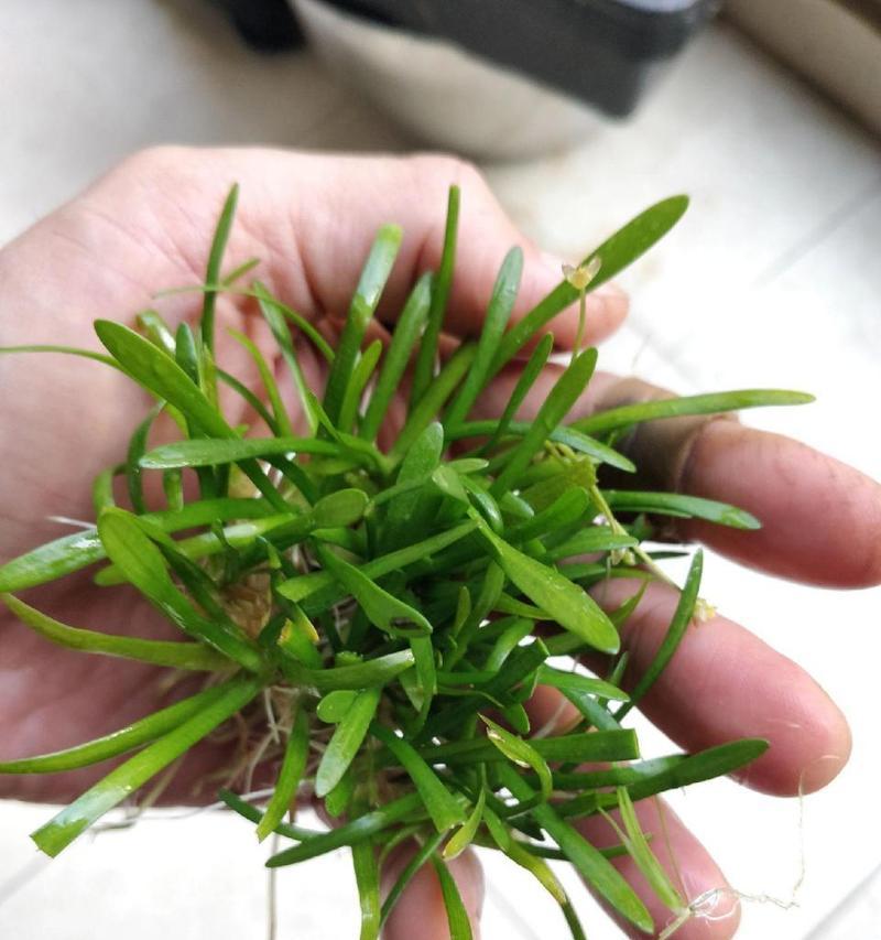 耐低温和高温的小型水生植物有哪些？哪些小型水生植物适应性强？