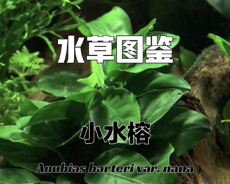 耐低温和高温的小型水生植物有哪些？哪些小型水生植物适应性强？
