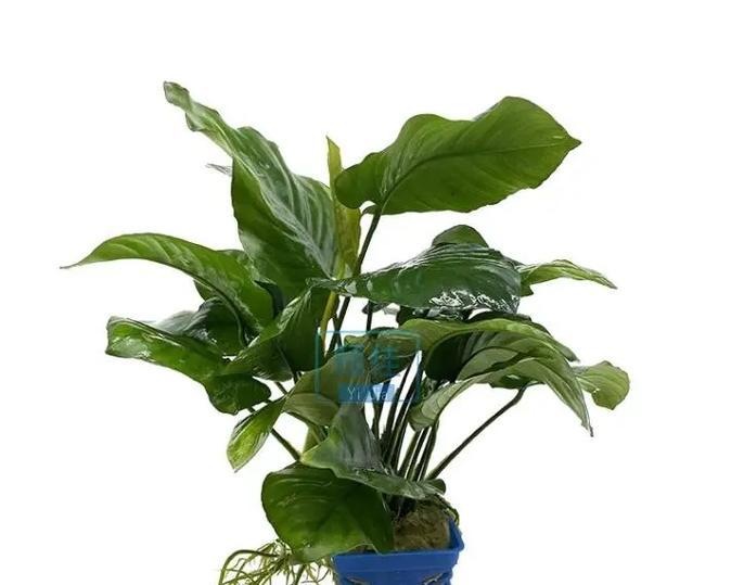 耐低温和高温的小型水生植物有哪些？哪些小型水生植物适应性强？
