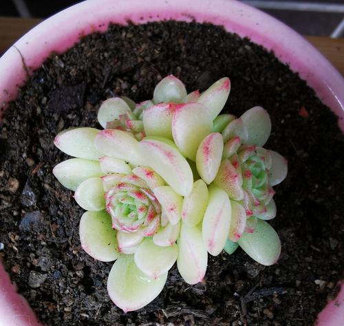 花盆白色粉末的去除方法是什么？怎样清理更有效？