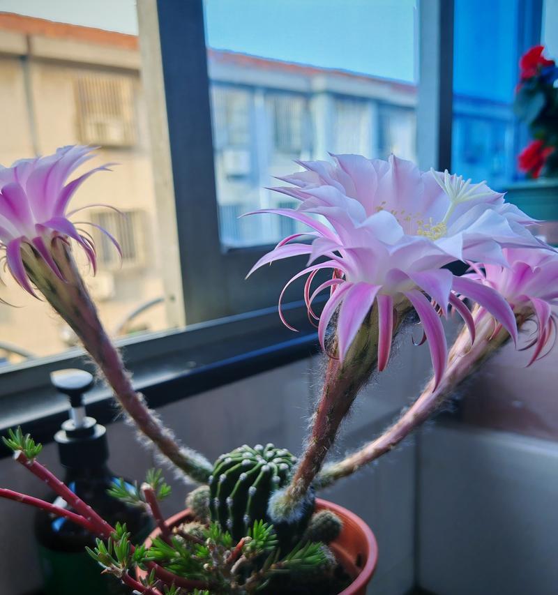 花盆白色粉末的去除方法是什么？怎样清理更有效？