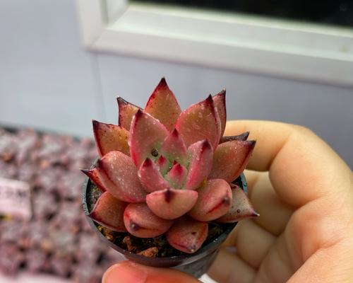 圆盘花盆养花推荐：哪些植物既易养又美观？