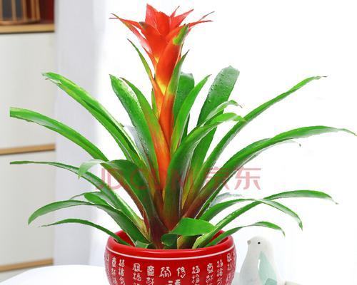 鸿运当头花的寓意是什么？如何正确摆放以招好运？