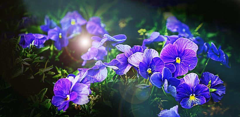 蝴蝶花代表什么？蝴蝶花的寓意和象征有哪些？