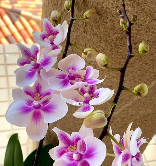 蝴蝶兰花语代表着什么意思？如何正确解读蝴蝶兰的花语含义？