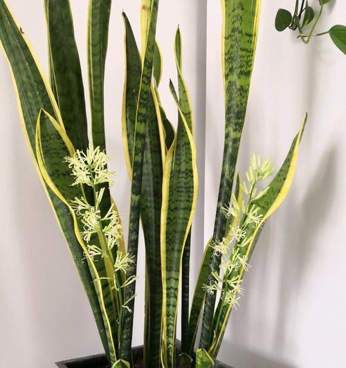 虎皮兰的花语是什么？虎皮兰寓意着什么？