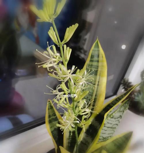虎皮兰开花代表什么？虎皮兰开花的寓意有哪些？