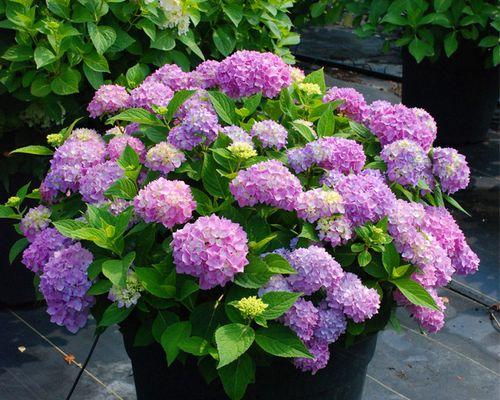 花卉分类意义及方法是什么？如何正确进行花卉分类？