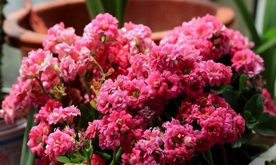 花卉分类意义及方法是什么？如何正确进行花卉分类？