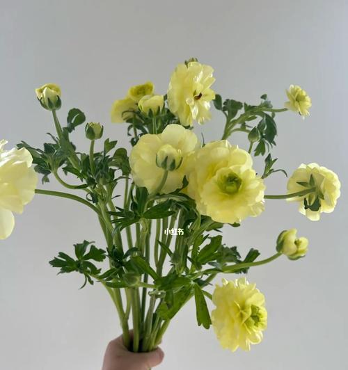 花毛茛花语有哪些含义？