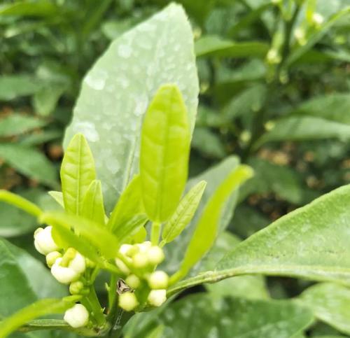 花芽分化代表什么意思？植物生长中的关键过程是什么？