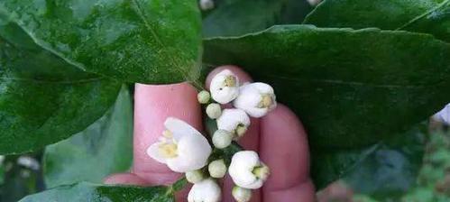 花芽分化代表什么意思？植物生长中的关键过程是什么？