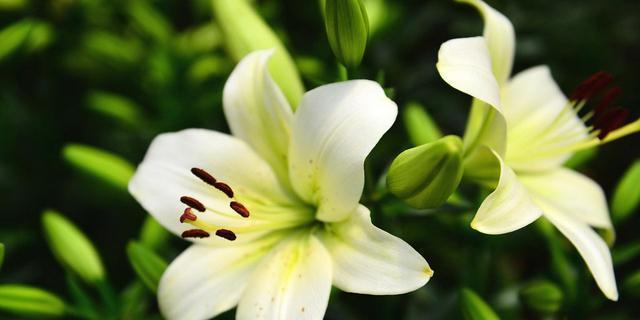 花语比较虐心的花有哪些？它们背后的故事是什么？