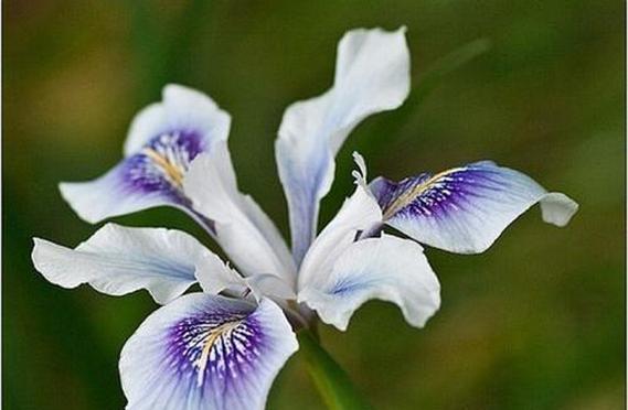 花语是欺骗和谎言的花是什么？如何识别这种花？