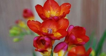 友情的花语有哪些？哪些花代表着友情？