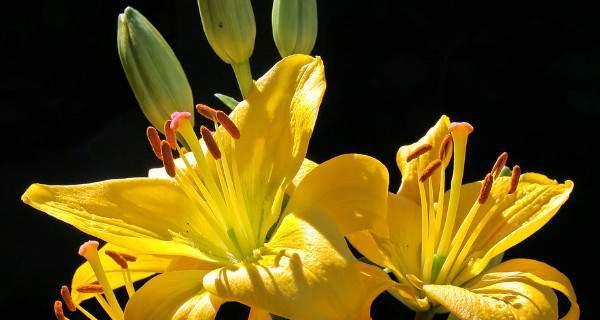 黄百合的花语有哪些含义？